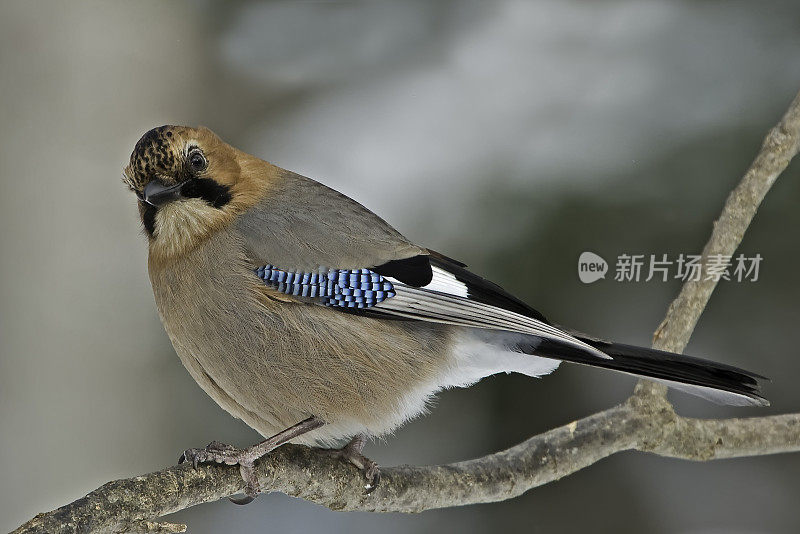 欧亚松鸦(Garrulus glandarius)是一种广泛分布于西欧、非洲西北部、亚洲东海岸和东南亚的鸟类。布兰蒂氏群有一个大的白色翅斑，淡红色头